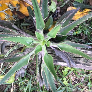 Mother of Thousands