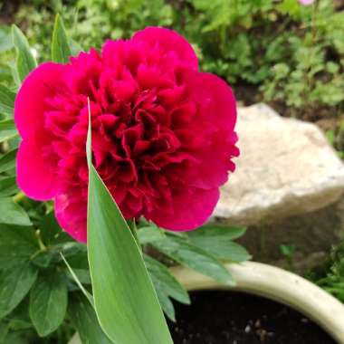 Peony 'Red Charm' (Herbaceous)