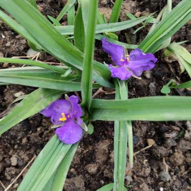 Spiderwort 'Sweet Kate'