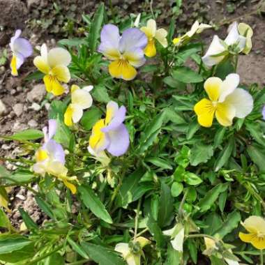 Pansy