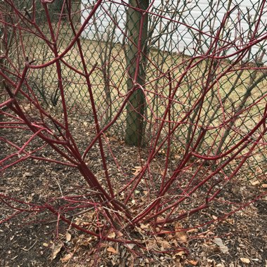 Red Osier Dogwood