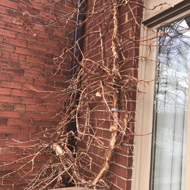 Climbing Hydrangea