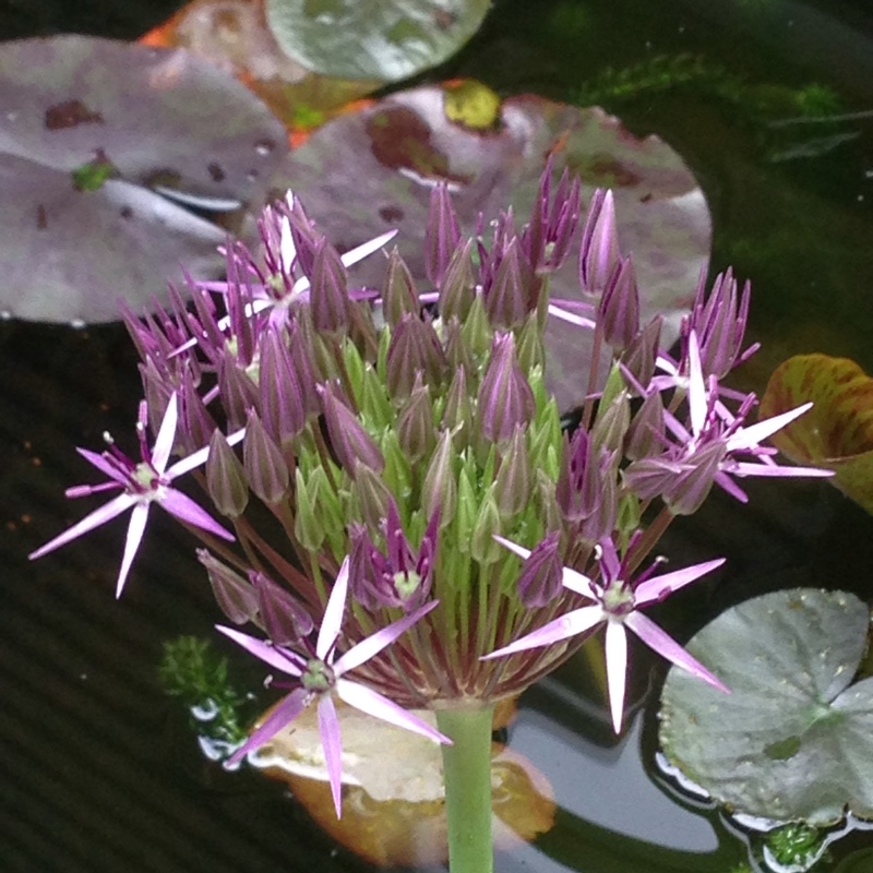 plant image 120338