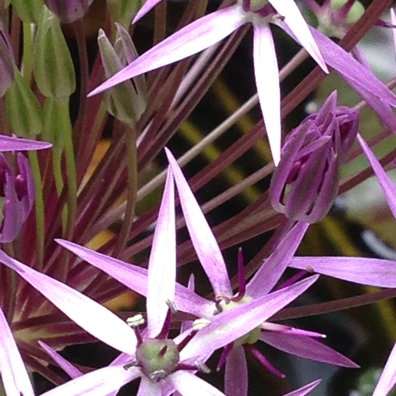 plant image 132977