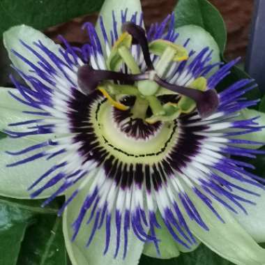 Passion Flower