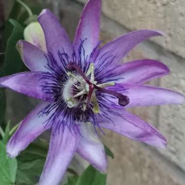 Passion Flower 'Amethyst'