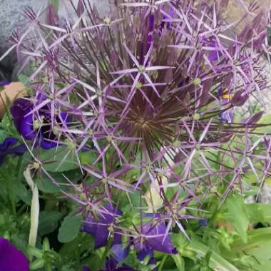 Allium (Species) Star of Persia