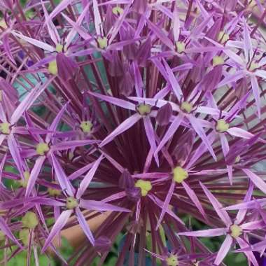 Allium (Species) Star of Persia