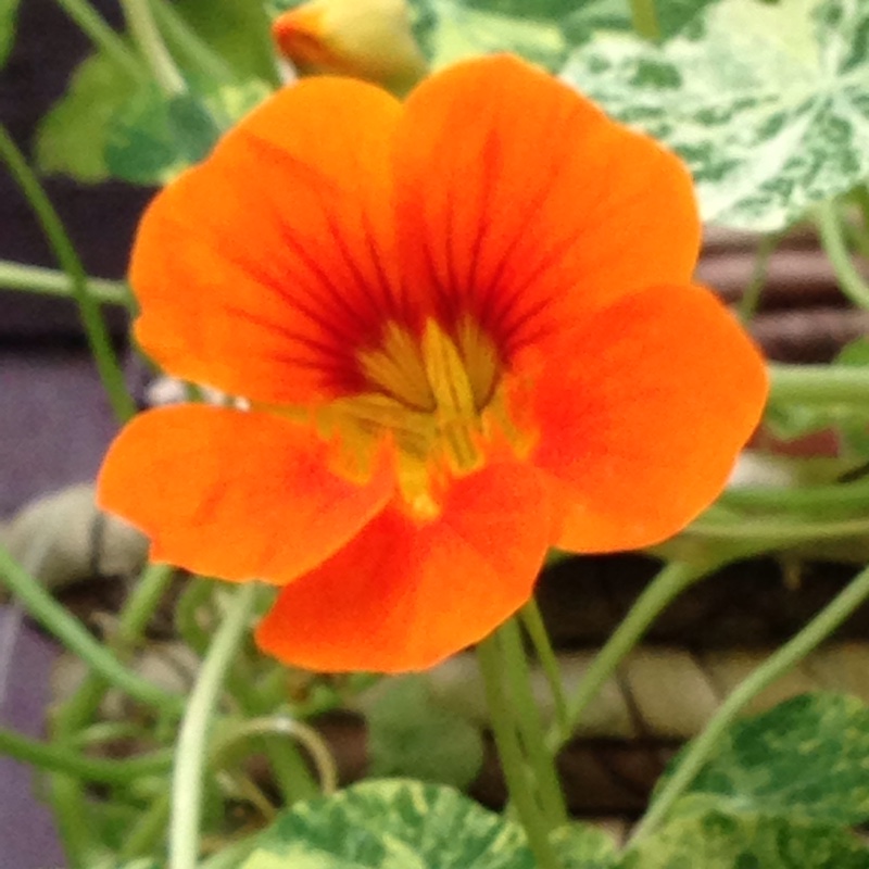 Nasturtium