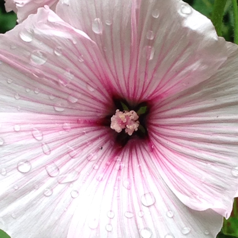 Tree Mallow 'Rosea'