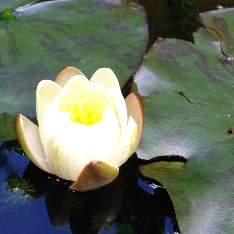 Water Lily