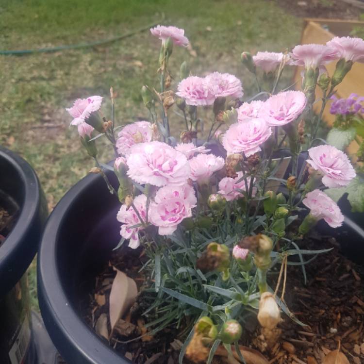 Plant image Cosmos 'Candy Floss' (Mix)