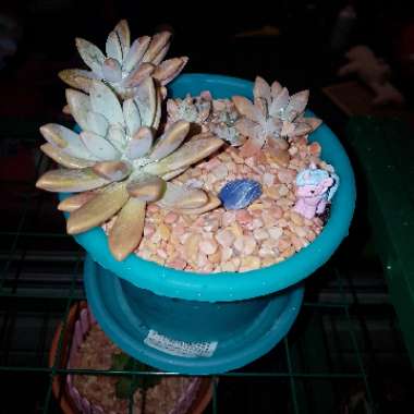 Graptosedum 'Francesco Baldi'