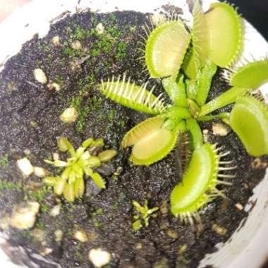 Venus Fly Trap