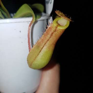 Pitcher Plant