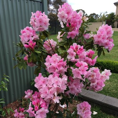 Rhododendron