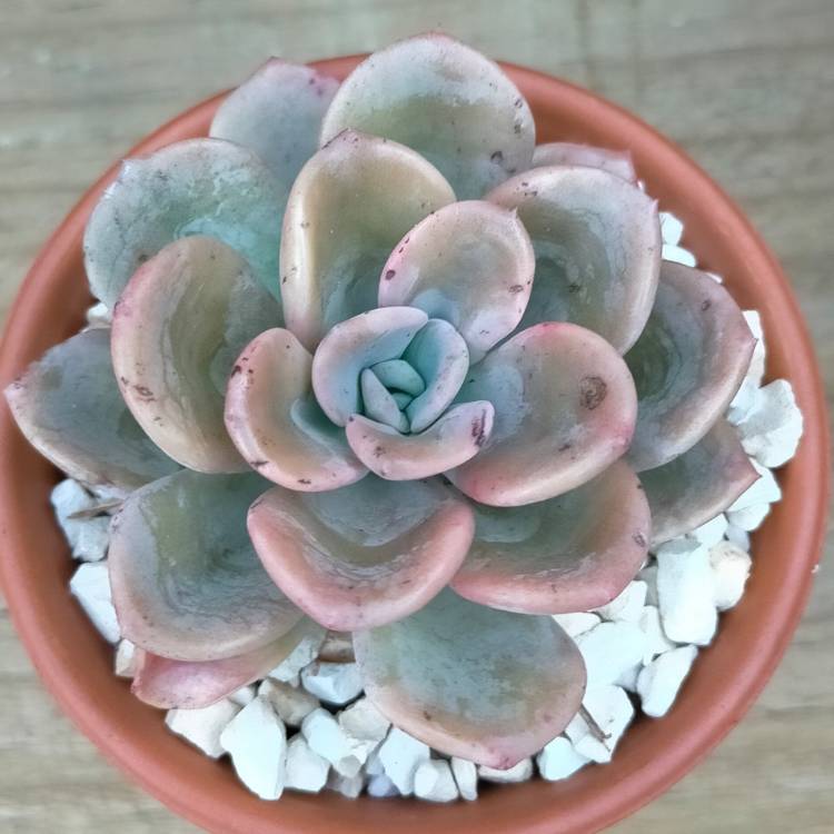 Plant image x Pachyveria Orpet