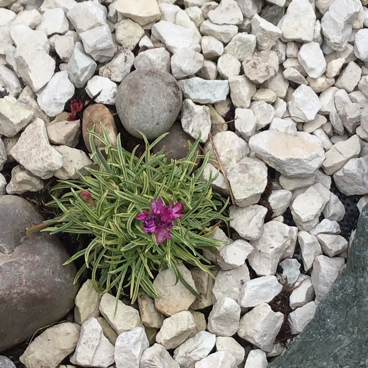 Plant image Armeria maritima 'Nifty Thrifty'