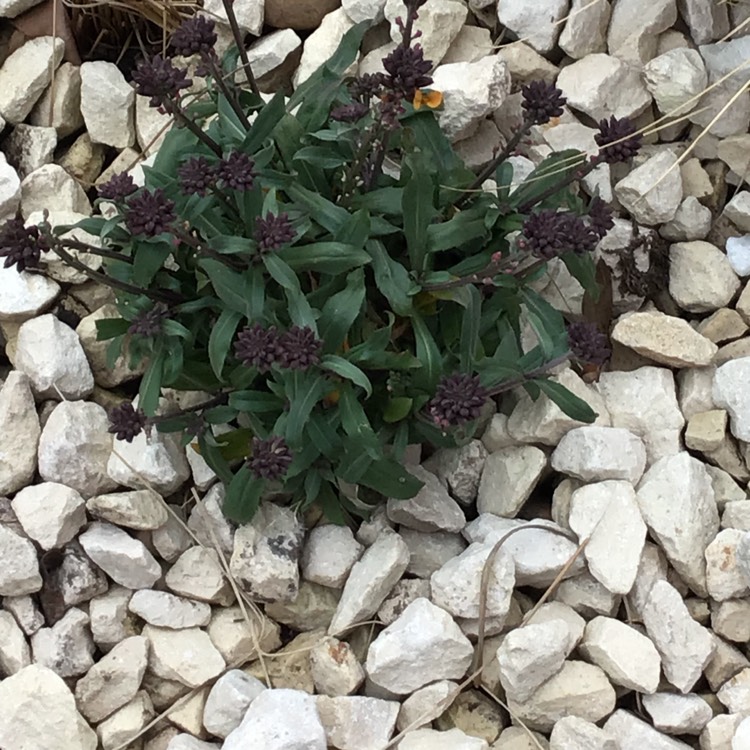 Plant image Erysimum 'Super Bowl Sunset'