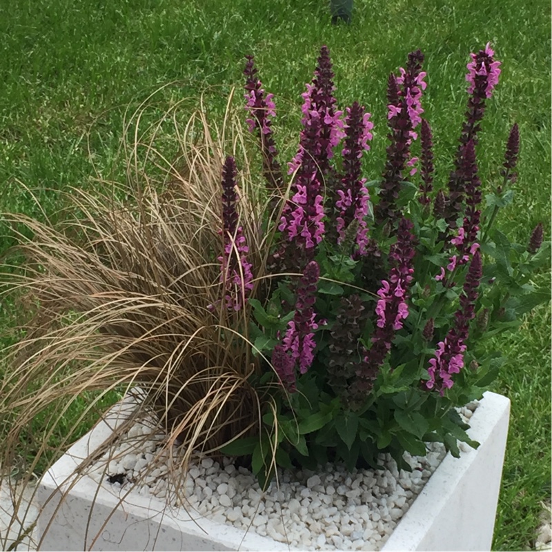 Salvia x sylvestris 'Rose Queen'