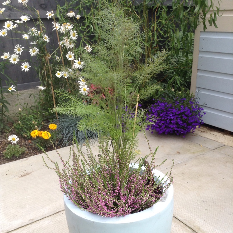 Foeniculum vulgare 'Giant Bronze' syn. Ferula 'Giant Bronze', Ferula communis 'Giant Bronze'