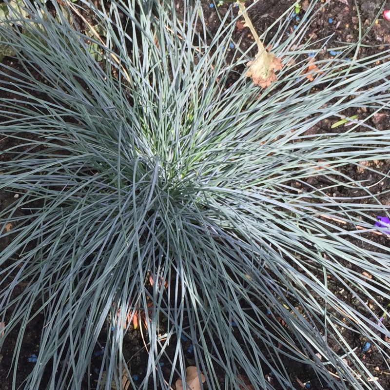 Festuca glauca 'Elijah Blue'