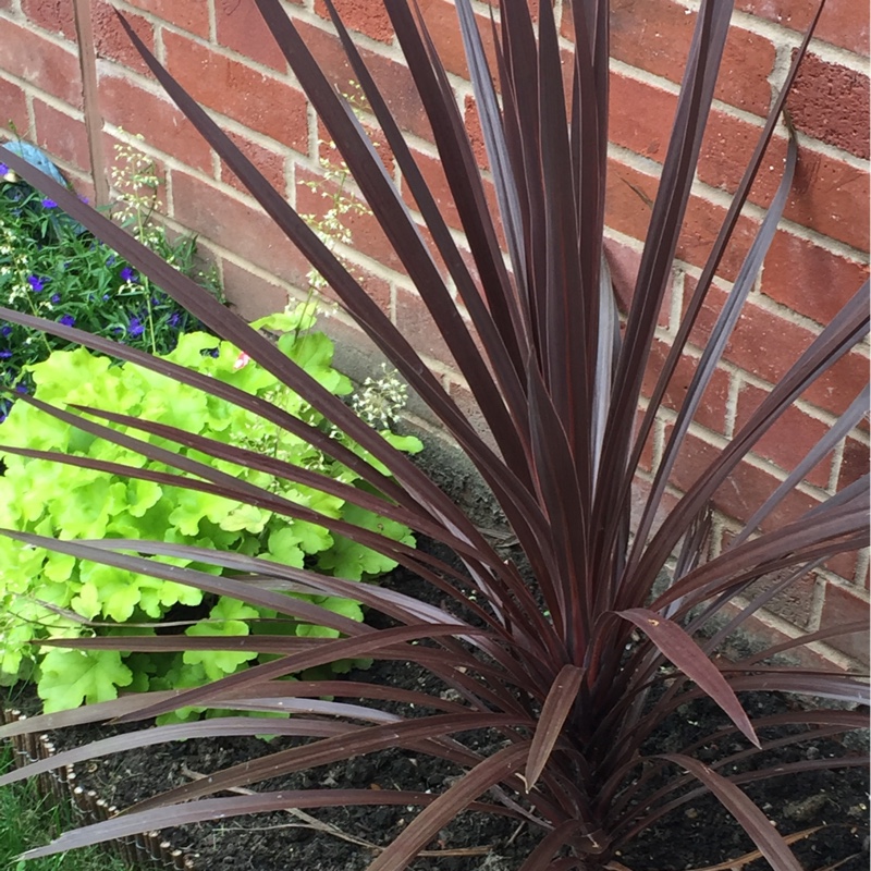 Cordyline 'Red Star'