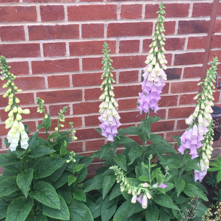 Plant image Digitalis purpurea 'Excelsior Hybrid Mixed'