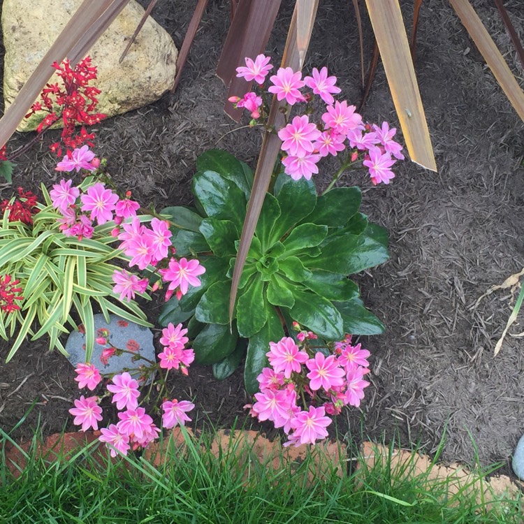 Plant image Lewisia Cotyledon 'Beckneri'