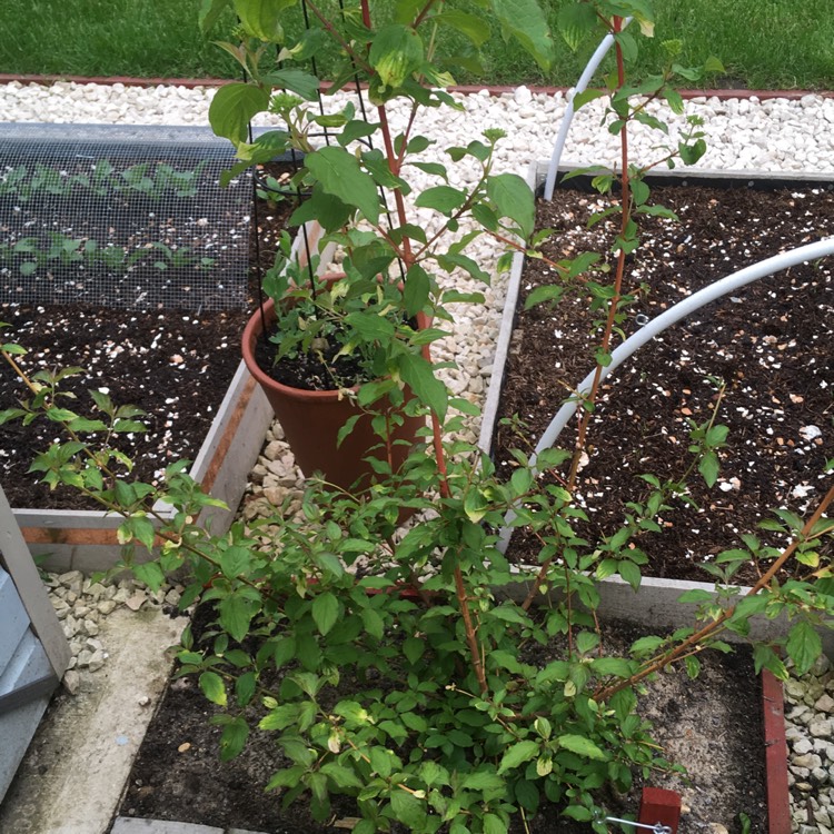 Plant image Cornus sanguinea 'Midwinter Fire'