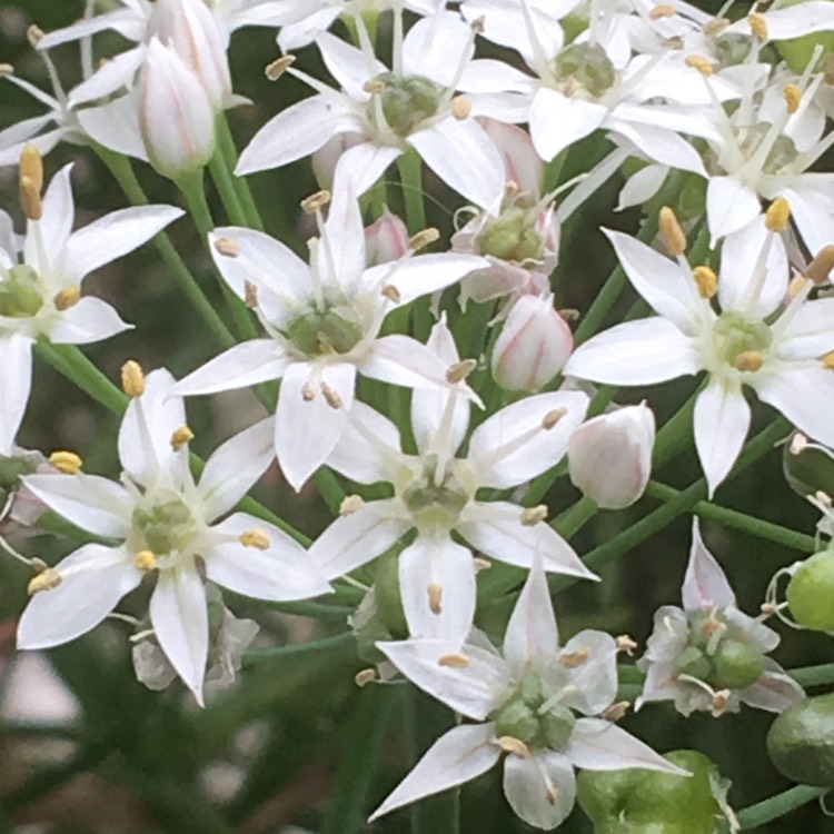 Plant image Allium schoenoprasum 'Forescate'