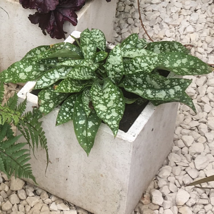 Plant image Pulmonaria 'Trevi Fountain'