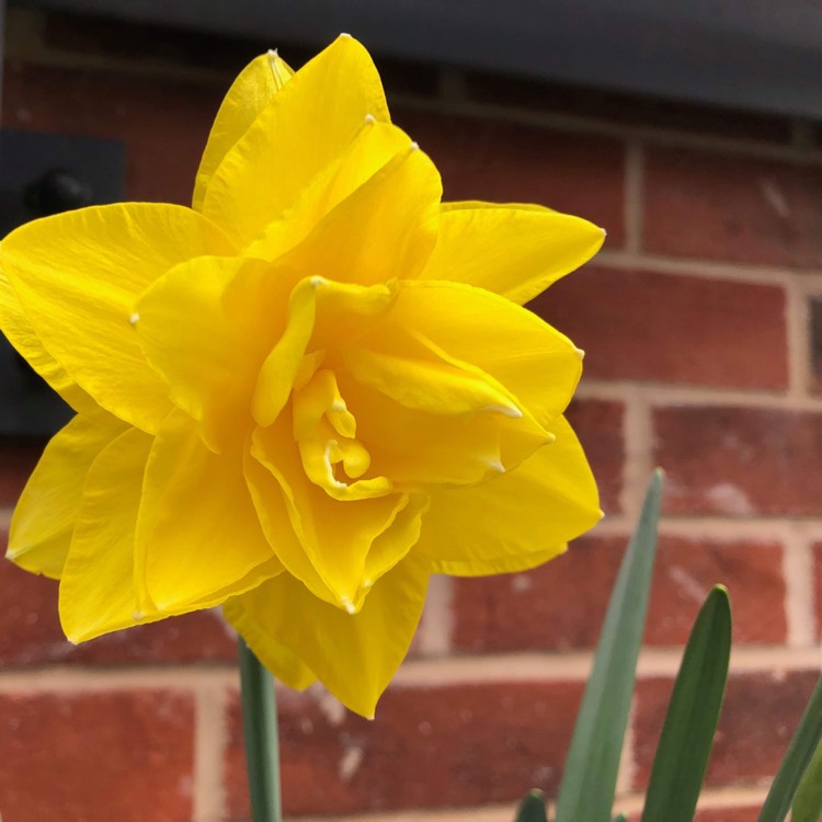 Plant image Narcissus 'Apotheose'