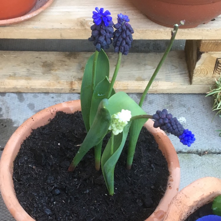 Plant image Muscari latifolium 'Grape Ice'