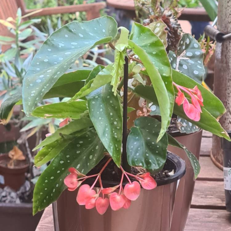 Plant image Begonia maculata 'Raddi'