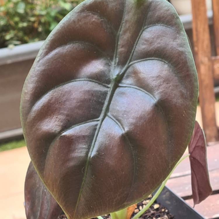 Plant image Alocasia Red Secret 