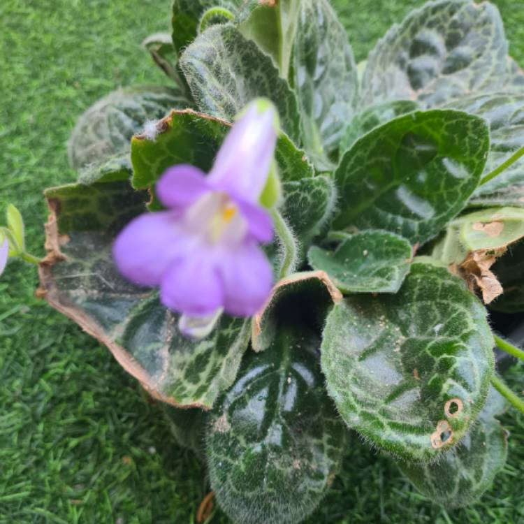 Plant image Primulina dryas 'Pretty Turtle' syn. Streptocarpus 'Pretty Turtle'