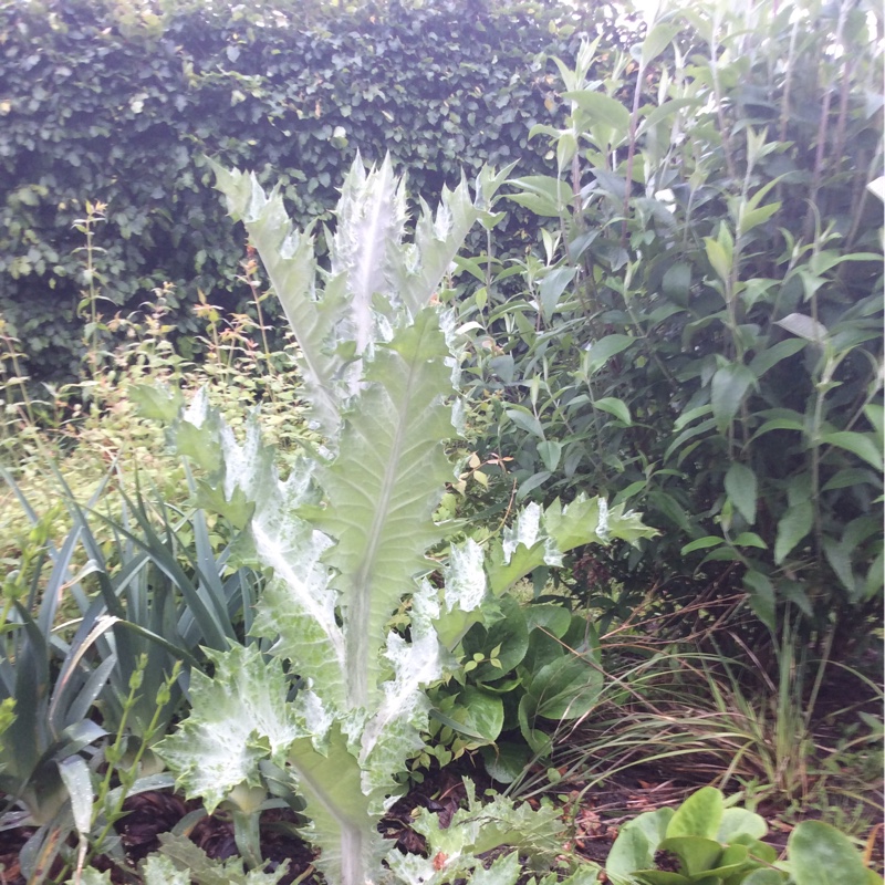 Scotch Cotton Thistle