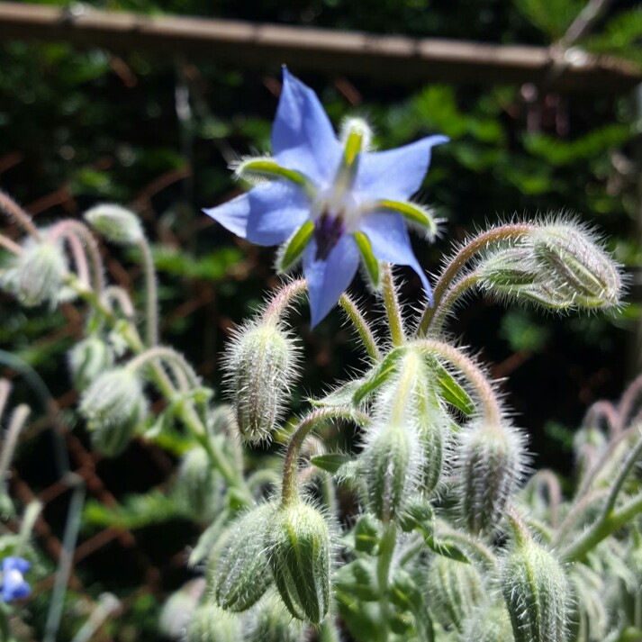 Common borage