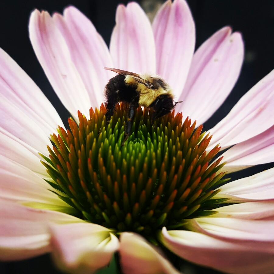 Coneflower 'Kim's Knee High'