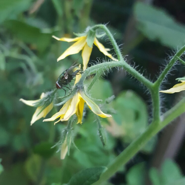 Sharon's garden