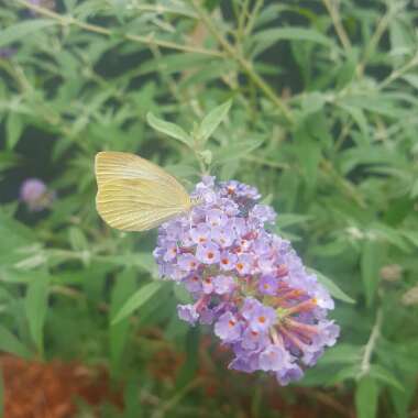 Butterfly Bush