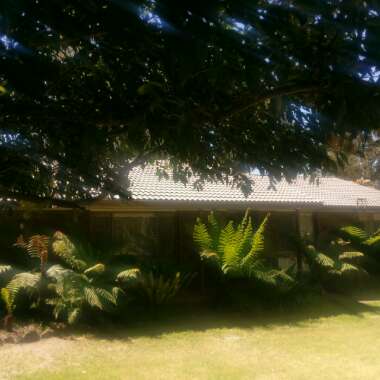 Tasmanian Tree Fern