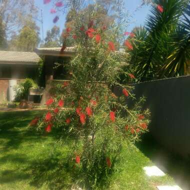 Bottlebrush 'Kings Park Special'