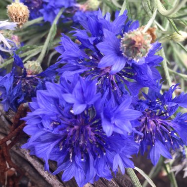 Cornflower