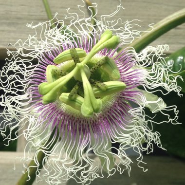 Passion Flower