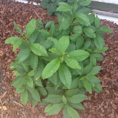 Large-flowered Yesterday-today- and tomorrow