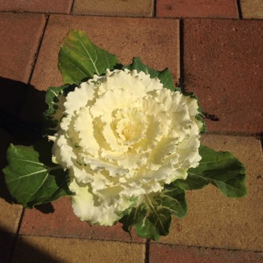 Ornamental Cabbage