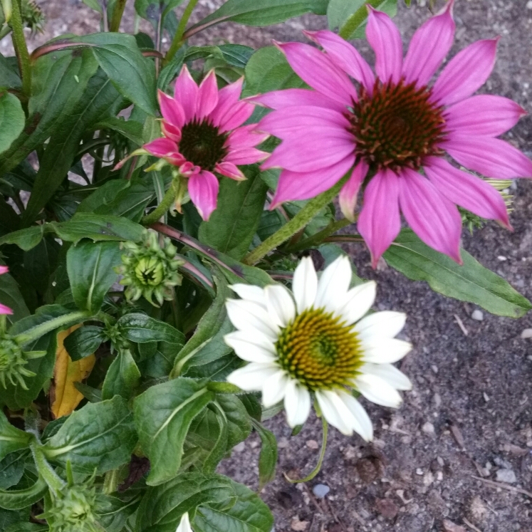 Plant image Echinacea purpurea 'Pas709018' (PowWow Series) syn. Echinacea 'PowWow White'