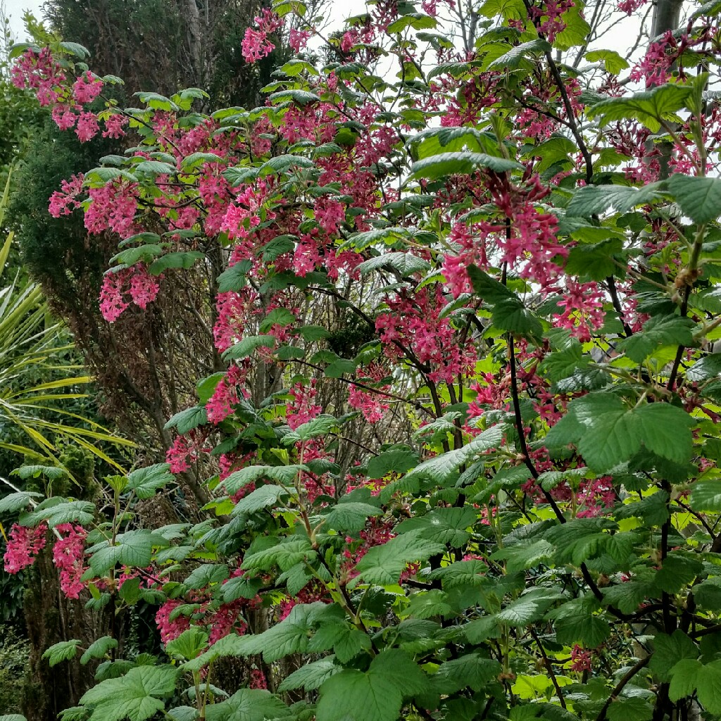 Flowering Currant